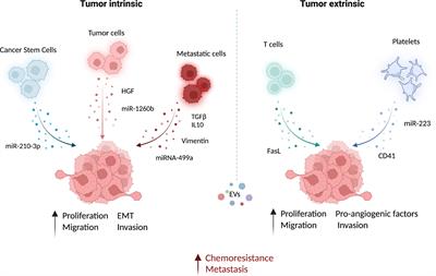 The metastatic niche formation: focus on extracellular vesicle-mediated dialogue between lung cancer cells and the microenvironment